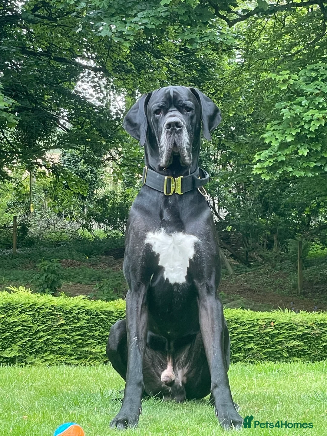 Great Dane dogs for stud: Free Stud BUT Will take a Puppy of Choice Instead in Huntly - Advert 1