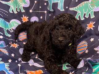 Miniature Poodle dogs 1m/1f Miniature poodles ready now - Advert 2