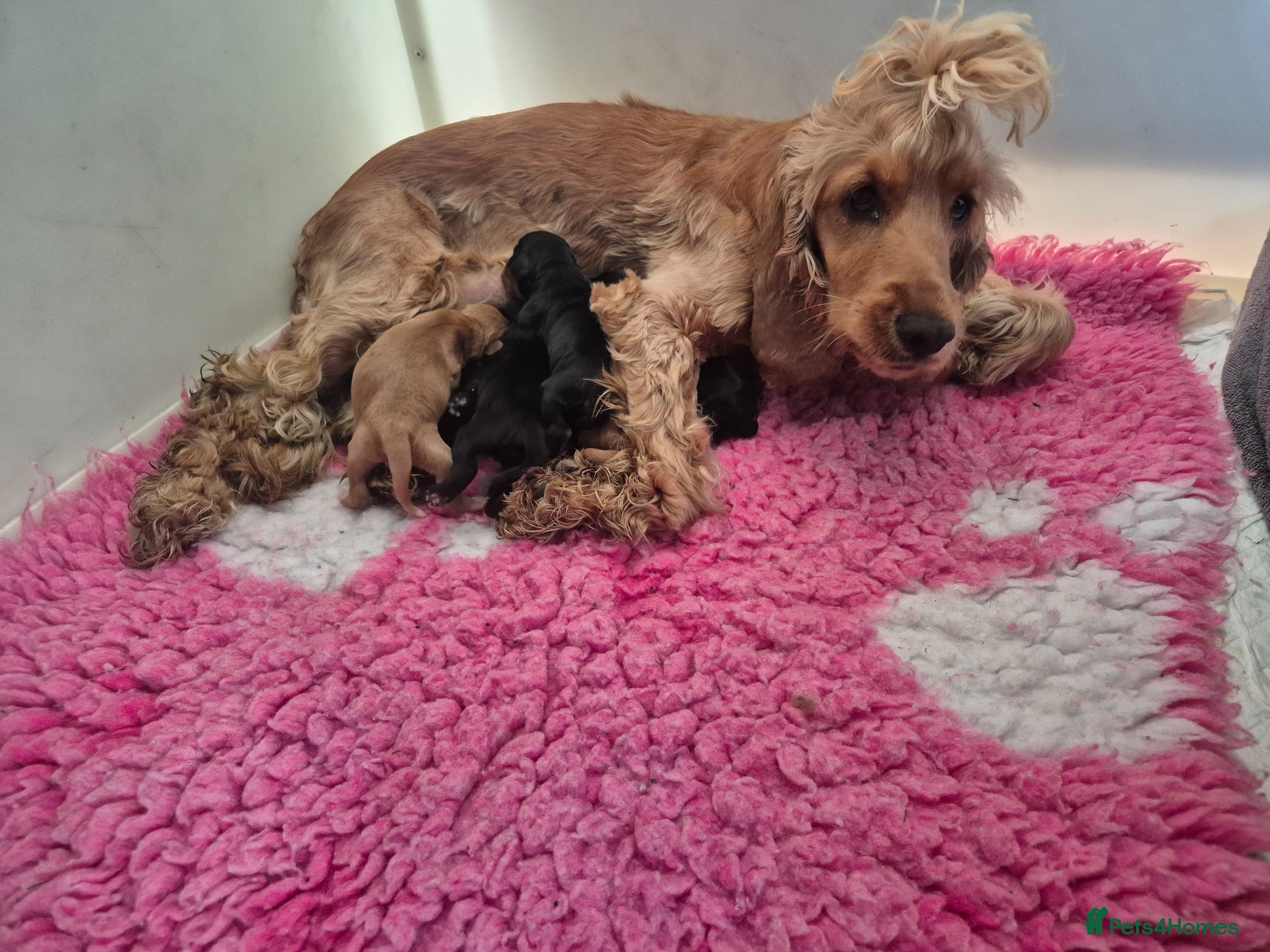 Cocker Spaniel dogs Beautiful Show Cocker x Working Cocker Puppies - Advert 1