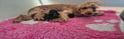 Cocker Spaniel dogs for sale: Beautiful Show Cocker x Working Cocker Puppies - Advert 1