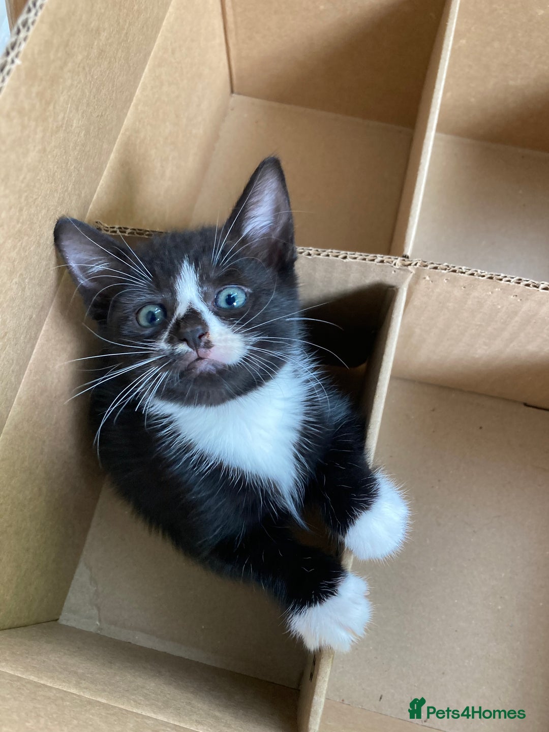 Mixed Breed cats for sale: Cute kittens  - Image 5