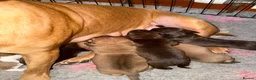 Staffordshire Bull Terrier dogs for sale: Staffie pups  - Advert 13