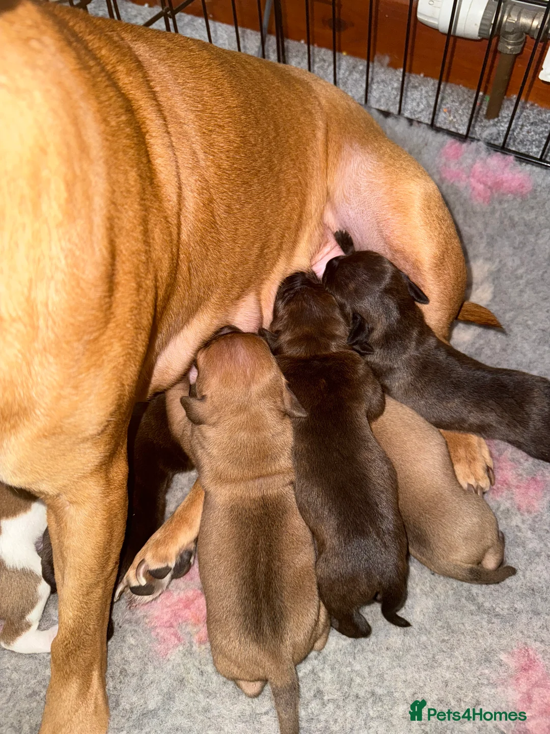 Staffordshire Bull Terrier dogs for sale: Staffie pups  - Advert 13