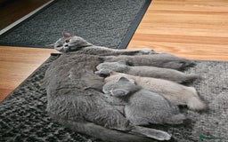 British Shorthair cats for sale: British shorthair kittens for sale   - Advert 1