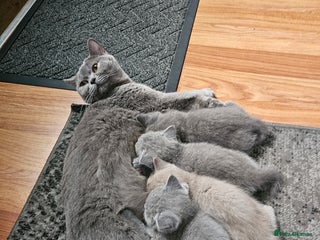 British Shorthair cats for sale: British shorthair kittens for sale - Advert 1