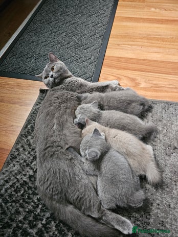 British Shorthair cats British shorthair kittens for sale - Advert 1