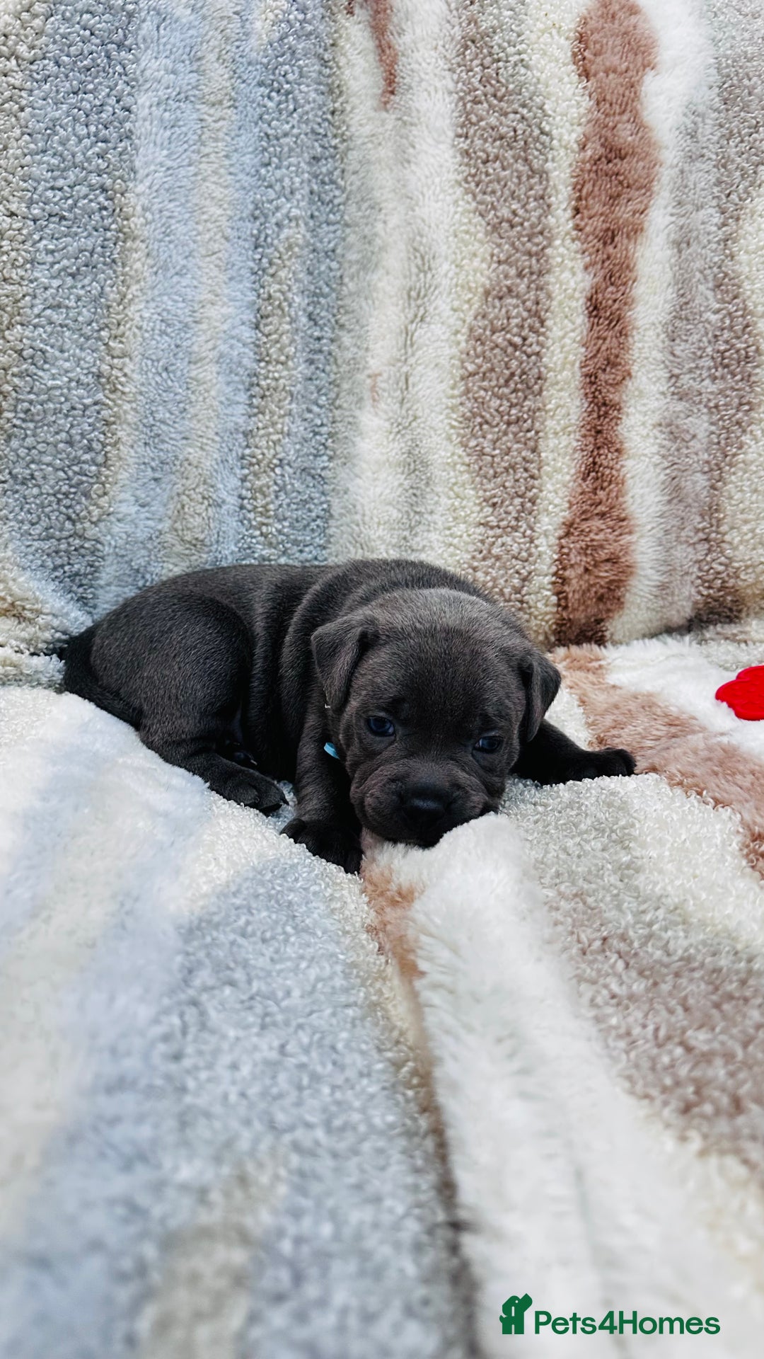 Staffordshire Bull Terrier dogs for sale: ✨🥰🐶 KC Registered Staffordshire Bull Terrier  🐾 - Advert 16
