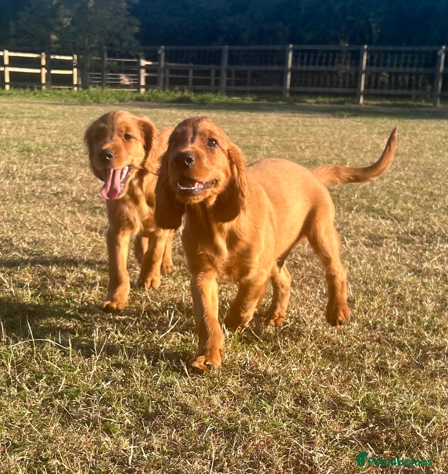 Mixed Breed dogs Ready now  ☘️ Golden Irish puppies available  ☘️ - Advert 3