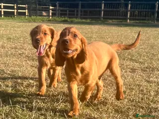 Mixed Breed dogs Ready now ☘️ Golden Irish puppies available ☘️ - Advert 3