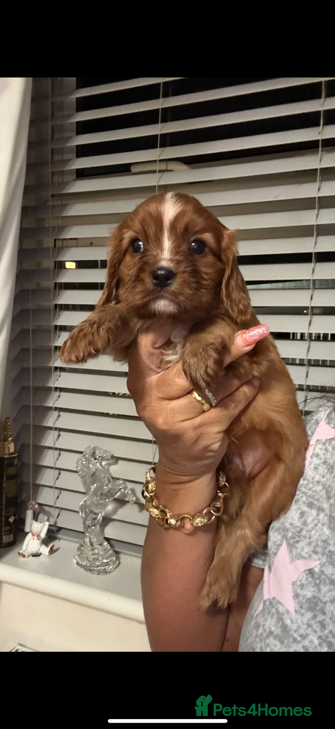 Cavalier King Charles Spaniel dogs for sale: Kc dna clear cavalier puppies available  - Advert 4