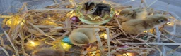 Quail poultry for sale: Coturnix quail hatching eggs and chics to order  - Advert 13