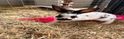 Rex rabbits for sale: Rex rabbits  in Bushmills - Advert 4