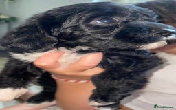 Cavapoo dogs for sale: Maltipoo  - Image 7