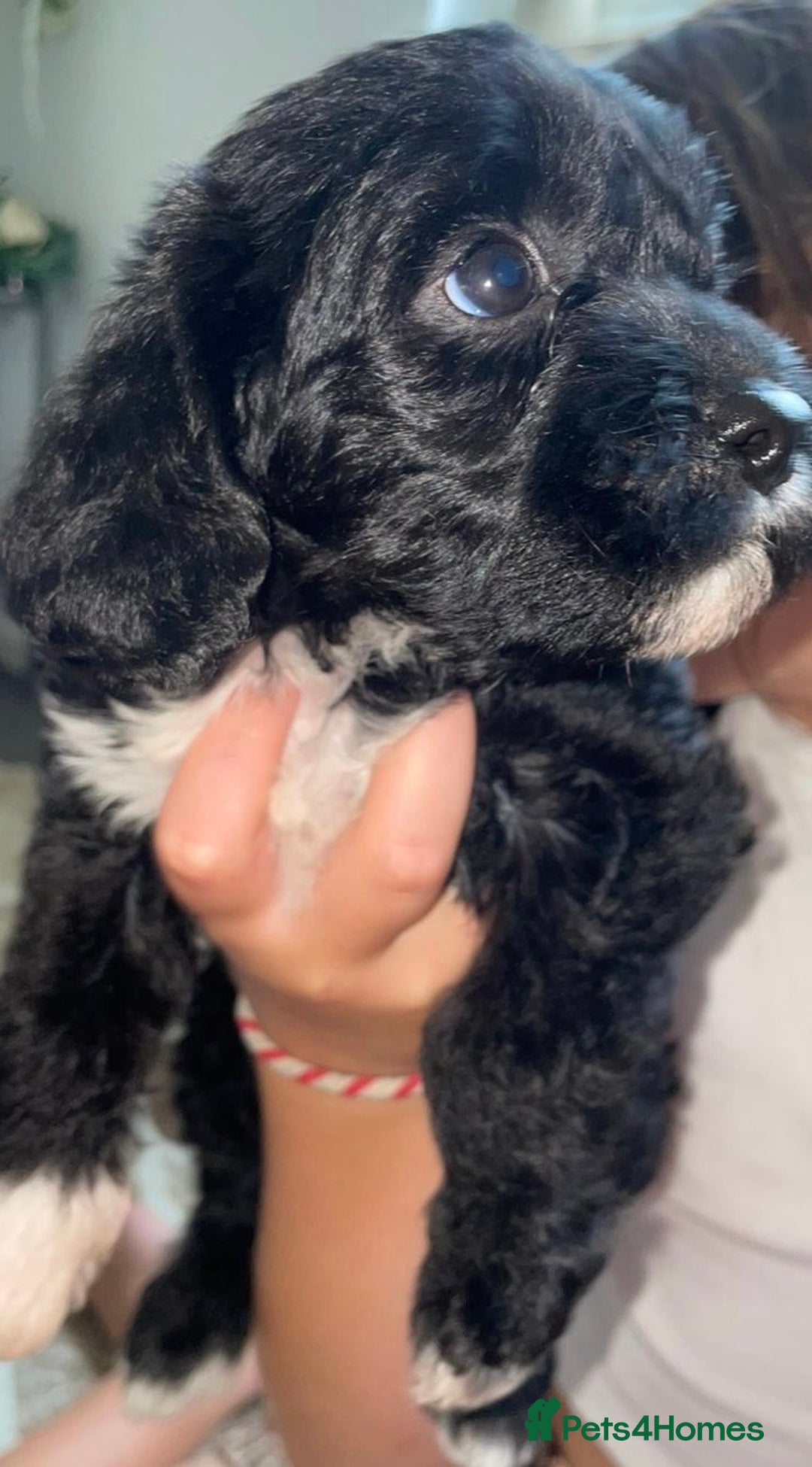 Cavapoo dogs for sale: Maltipoo  - Image 7
