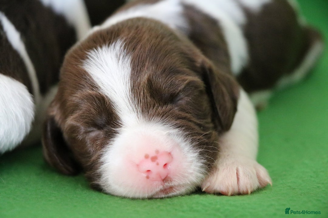 English Springer Spaniel dogs for sale: Health Tested English Springer Spaniel Puppies - Image 5