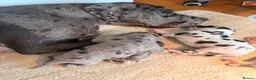 Great Dane dogs for sale: Great Danes puppies  in London - Advert 19