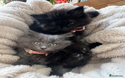 Ragdoll cats for sale: x3 adorable half ragdoll kittens ready to go - Image 16