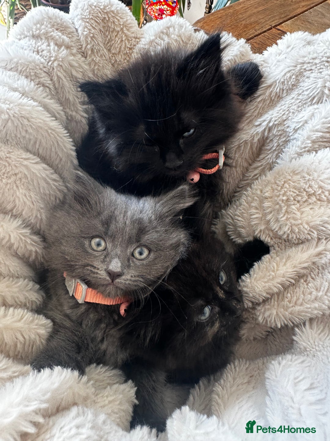 Ragdoll cats for sale: x3 adorable half ragdoll kittens ready to go - Image 16
