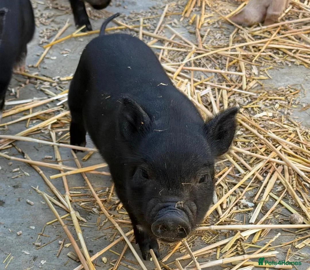 Pig livestock for sale: MINI PIGS - Advert 3