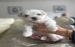 Maltipoo dogs for sale: Teacup maltipoo puppies  - Image 4