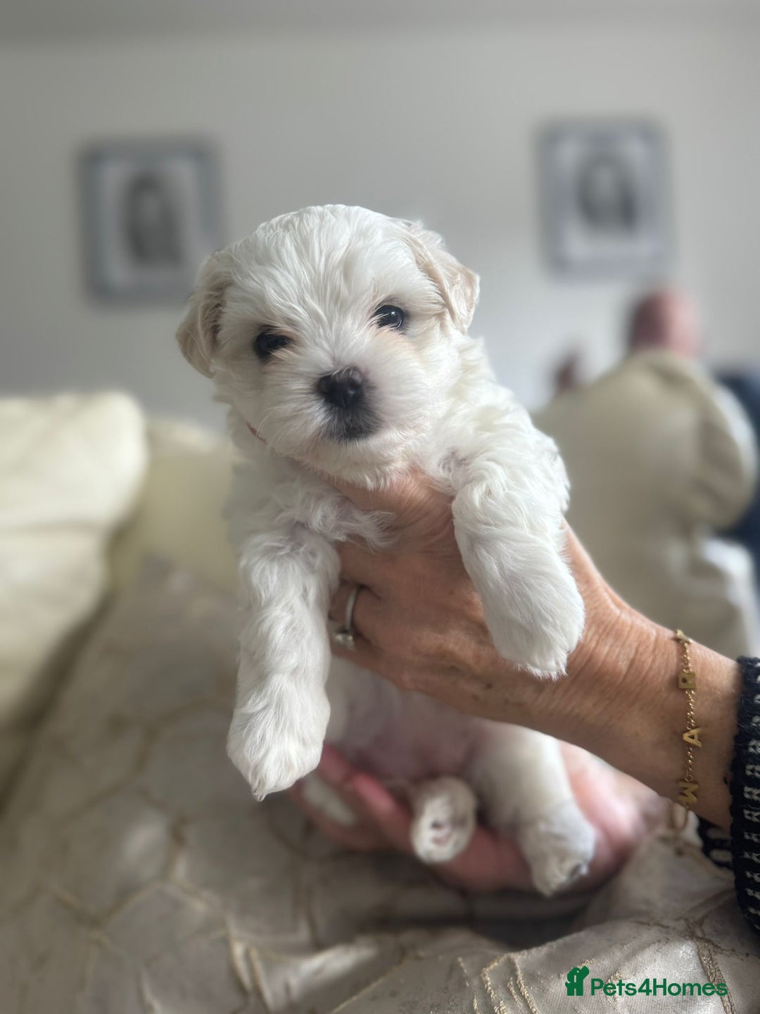 Maltipoo dogs for sale: Teacup maltipoo puppies  - Image 4