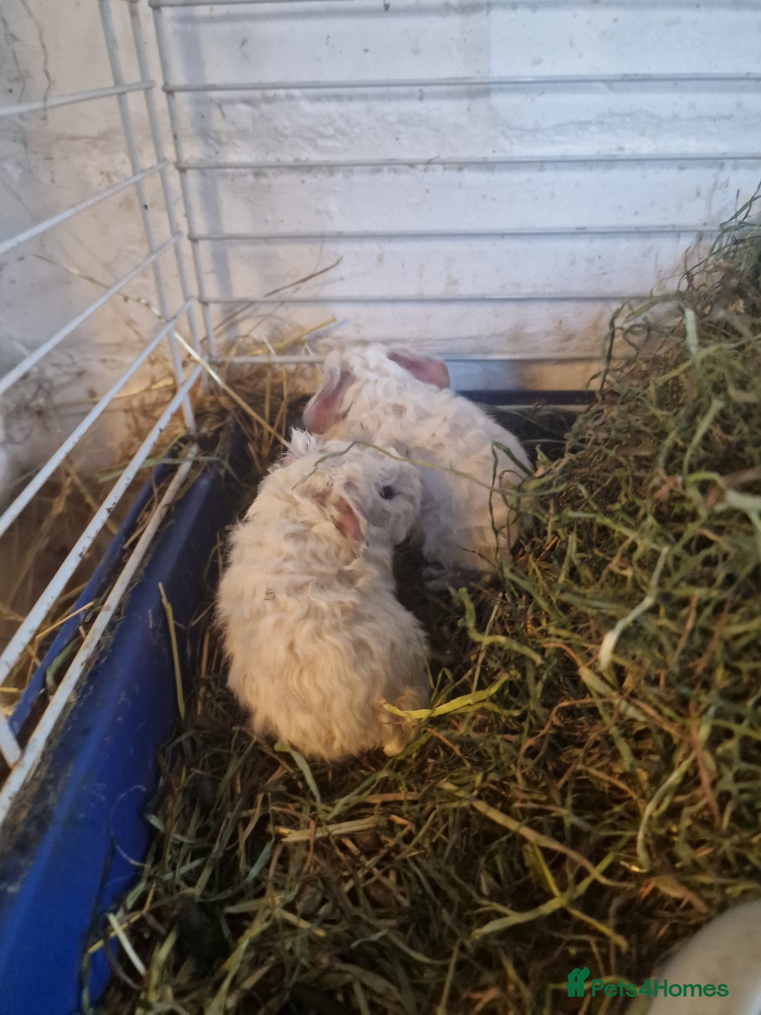 Guinea Pig rodents for sale: guinea pigs available  - Advert 11