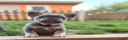 French Bulldog dogs for sale: French bulldog puppies  - Advert 4