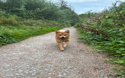 Mixed Breed dogs for sale: Beautiful 7 month old Pomshi hybrid  - Image 16