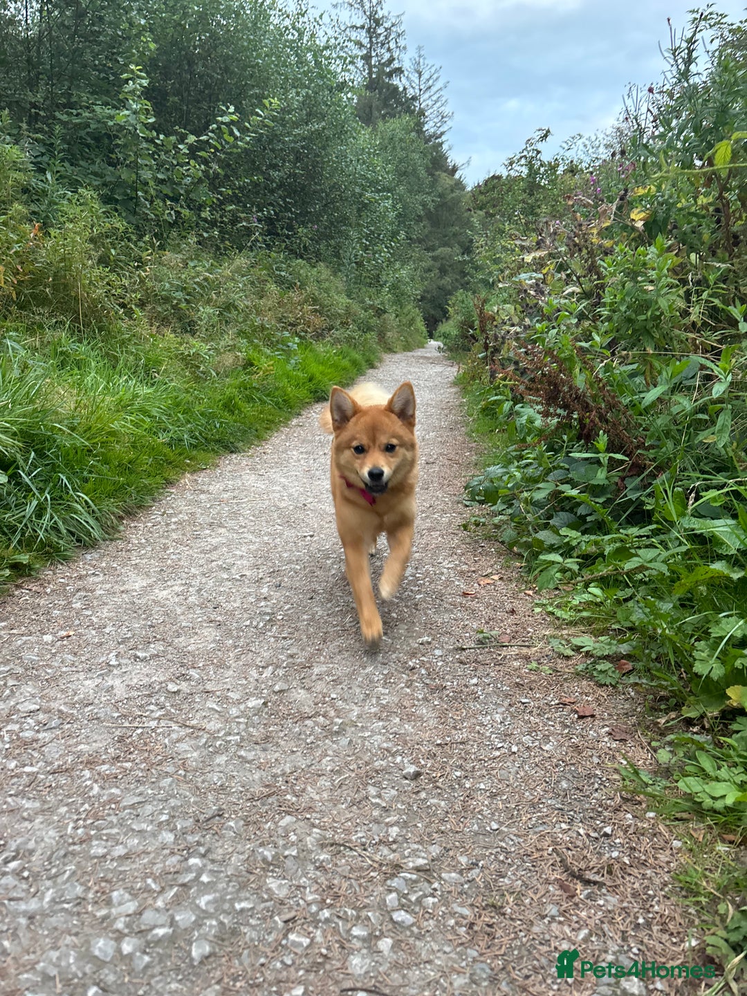 Mixed Breed dogs for sale: Beautiful 7 month old Pomshi hybrid  - Image 16