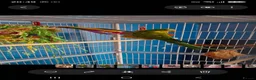 Parakeets birds for sale: PBFD positive Barraband Parakeet in Bexley - Advert 3