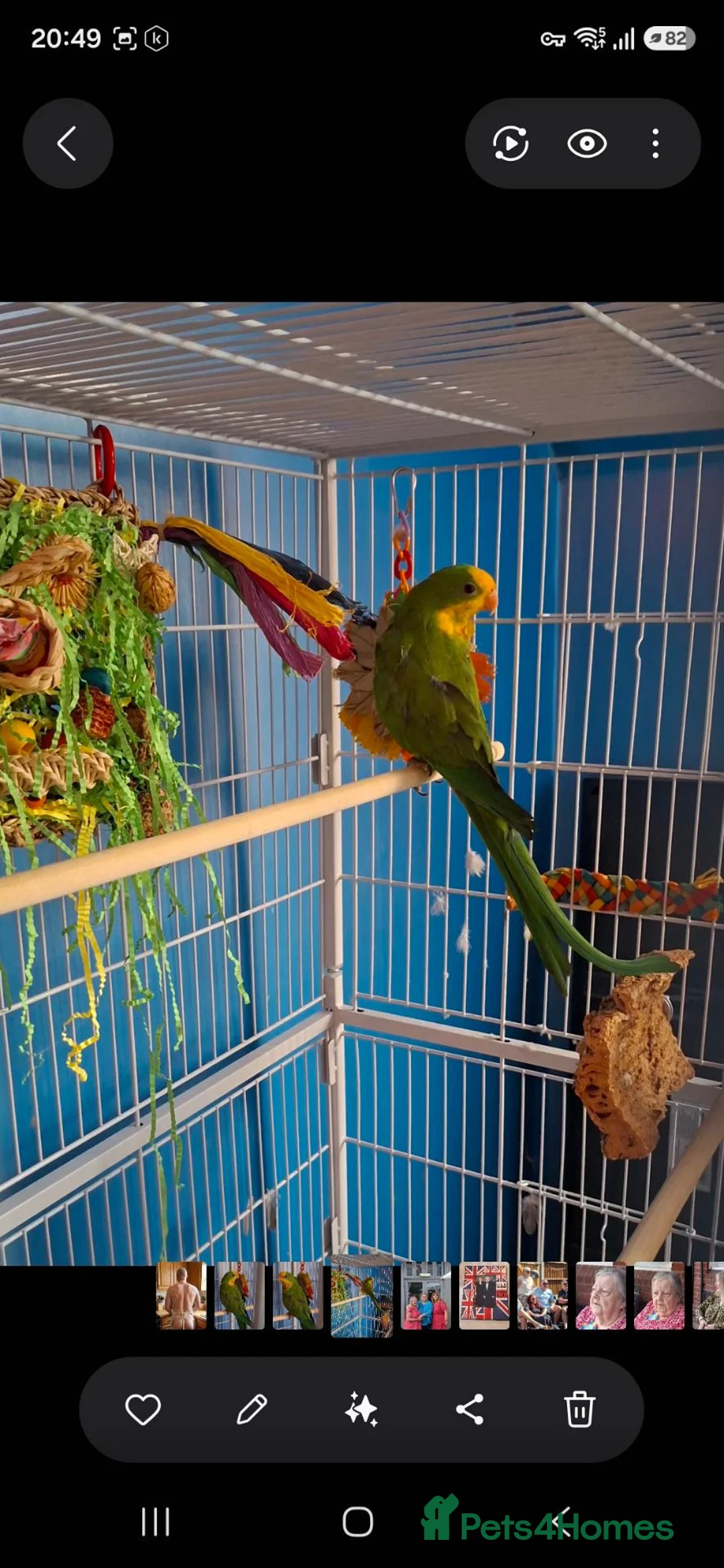 Parakeets birds for sale: PBFD positive Barraband Parakeet in Bexley - Advert 3