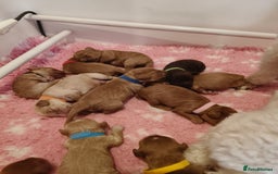 Cavapoo dogs for sale: Cute bundles of sweetness  - Image 5