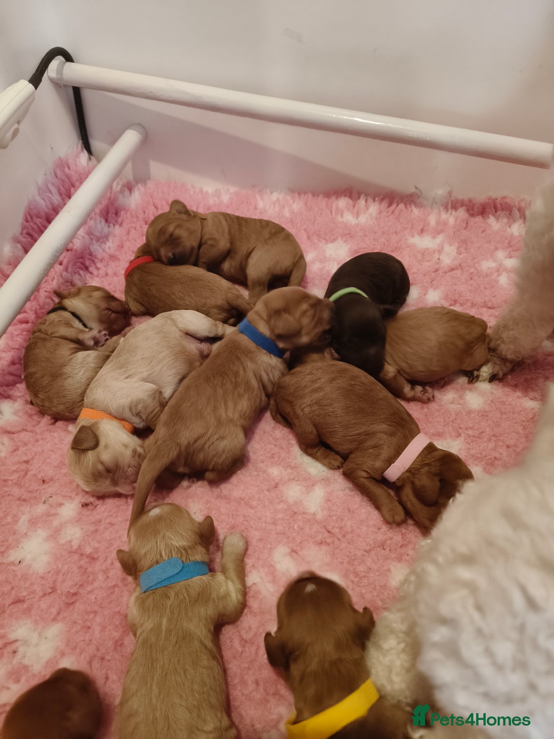 Cavapoo dogs for sale: Cute bundles of sweetness  - Image 5