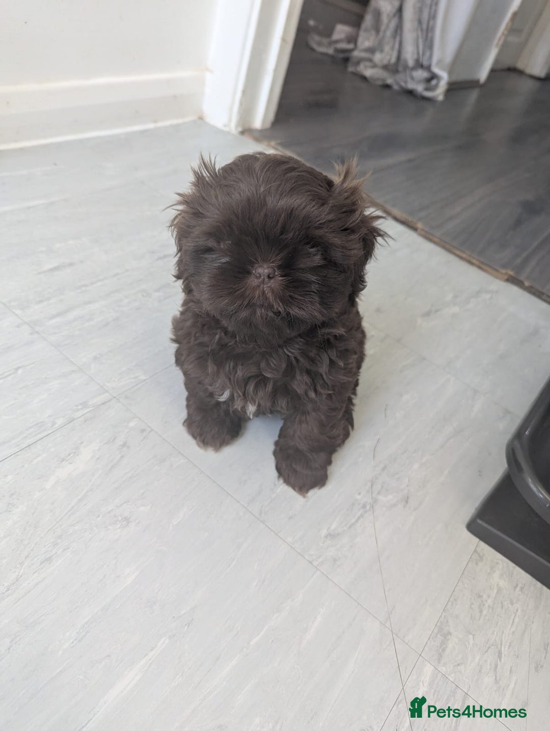 Shih Tzu dogs for sale: Imperial shih-tzus - Advert 19