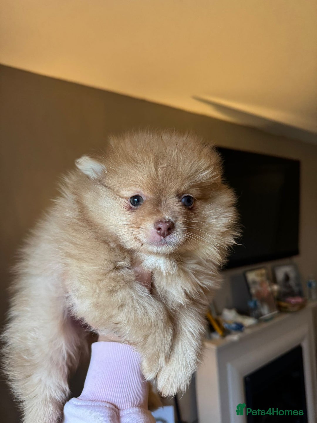 Pomeranian dogs for sale: Pomeranian Merle girl - Advert 3