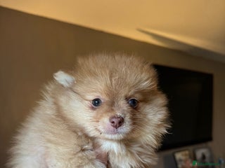 Pomeranian dogs Pomeranian Merle girl - Advert 3