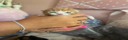 Mixed Breed cats for sale: Beautiful kittens  - Advert 12