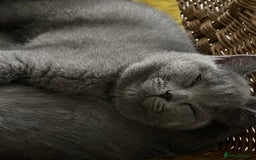 British Shorthair cats for sale: Beautiful Blue British Shorthair Kittens - Image 23
