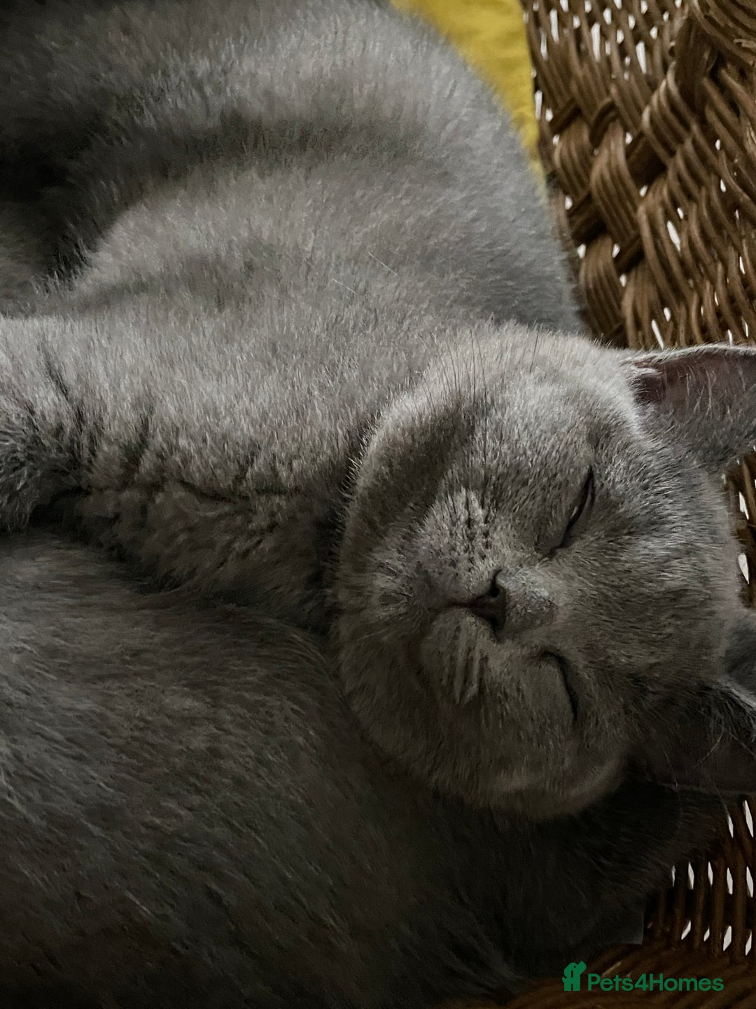 British Shorthair cats for sale: Beautiful Blue British Shorthair Kittens - Image 23