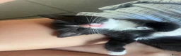 Mixed Breed cats for sale: Beautiful kittens  in Hereford - Advert 19