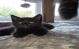 Mixed Breed cats for sale: 3 little black/brown beautiful kittens  - Image 1
