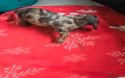 Miniature Dachshund dogs for sale: Dachshund puppies  - Image 1