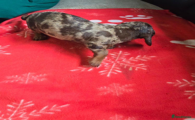 Miniature Dachshund dogs - Advert 15