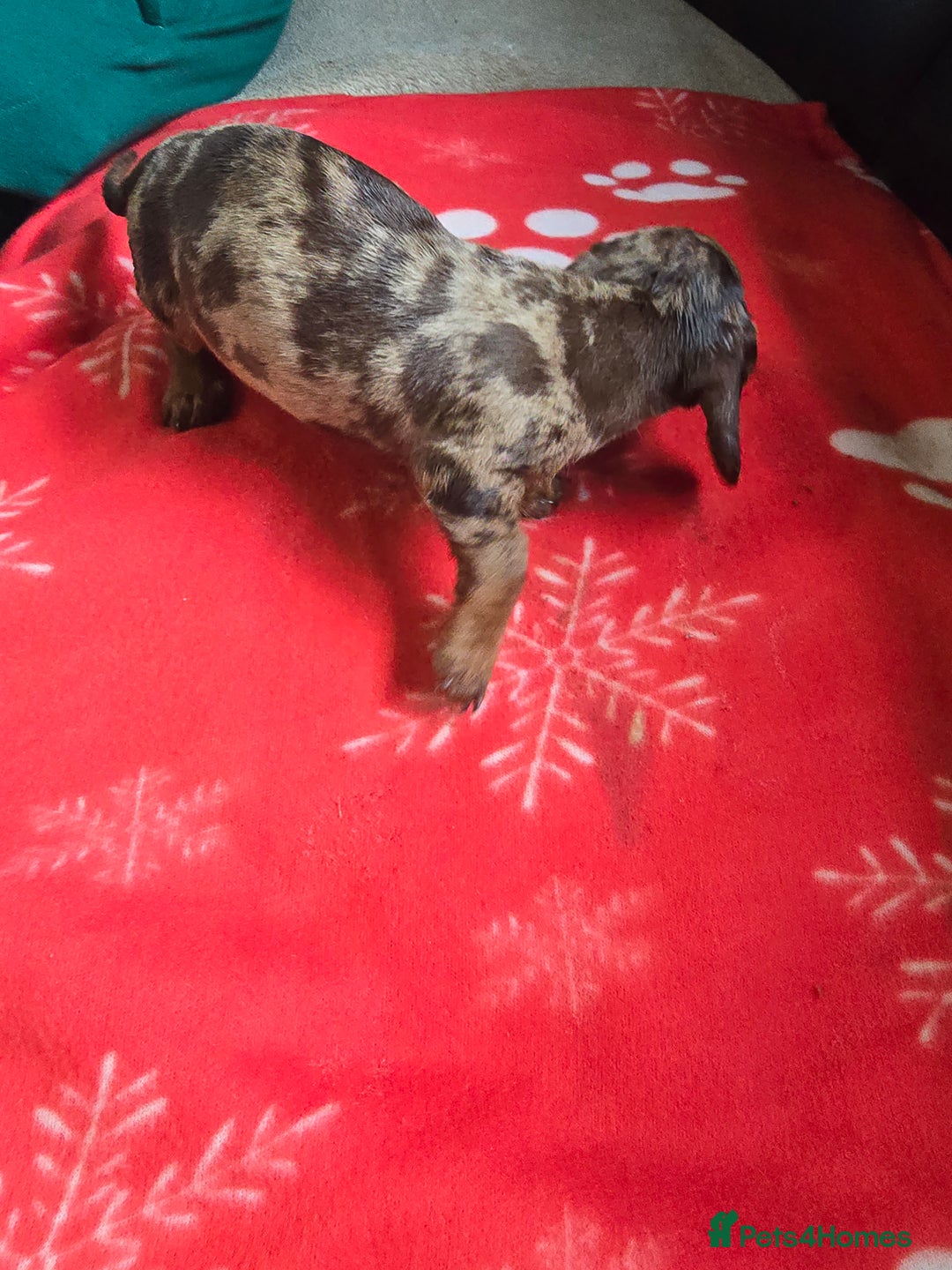 Miniature Dachshund dogs for sale: Dachshund puppies  - Image 1