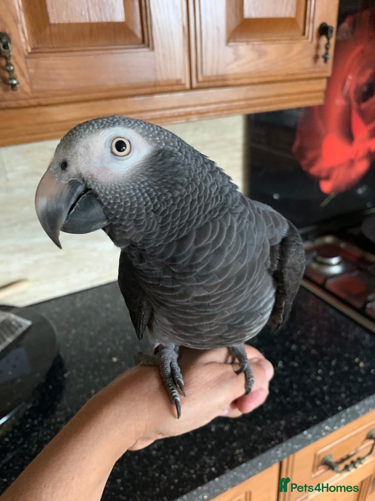 Parrots birds Female African Grey Timneh - 19 months old  - Advert 1