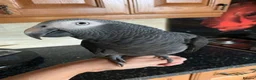 Parrots birds for sale: Female African Grey Timneh - 19 months old  - Advert 1