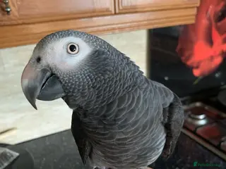 Parrots birds Female African Grey Timneh - 19 months old - Advert 18