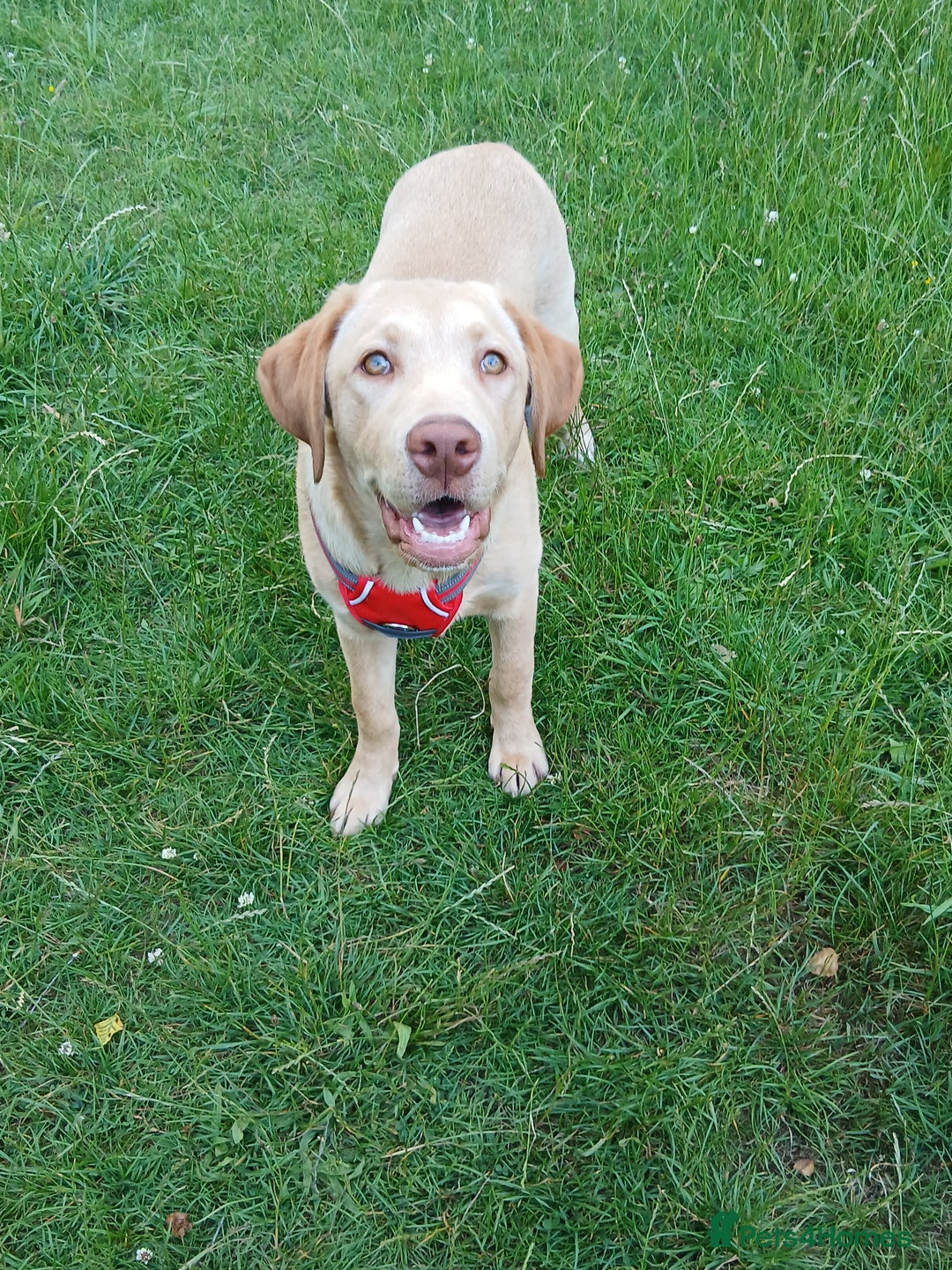 Labrador Retriever dogs for sale: Rehoming our beautiful boys, 9 month old labradors - Image 4