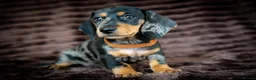 Miniature Dachshund dogs for sale: Stunning Mini Dachshunds. - Advert 4