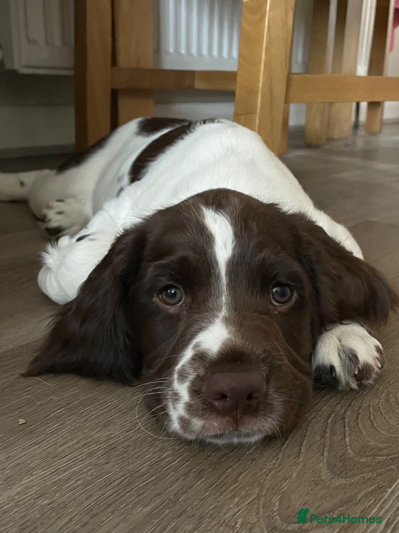 English Springer Spaniel dogs Quality KC registered ESS. Health screened. - Advert 1